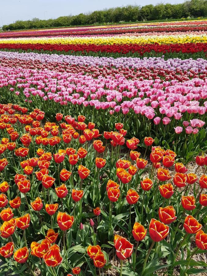 Romantisch Nabij Het Met Uitzicht Op De Tulpenvelden