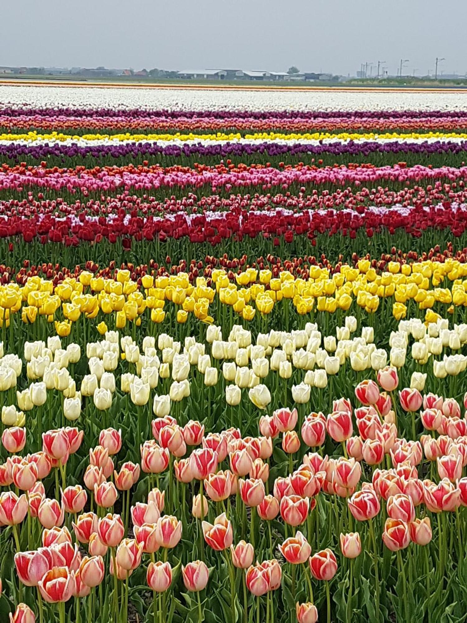 Romantisch Nabij Het Met Uitzicht Op De Tulpenvelden *