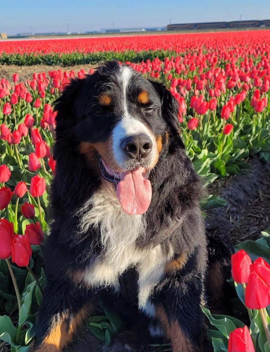 Romantisch Nabij Het Met Uitzicht Op De Tulpenvelden Julianadorp