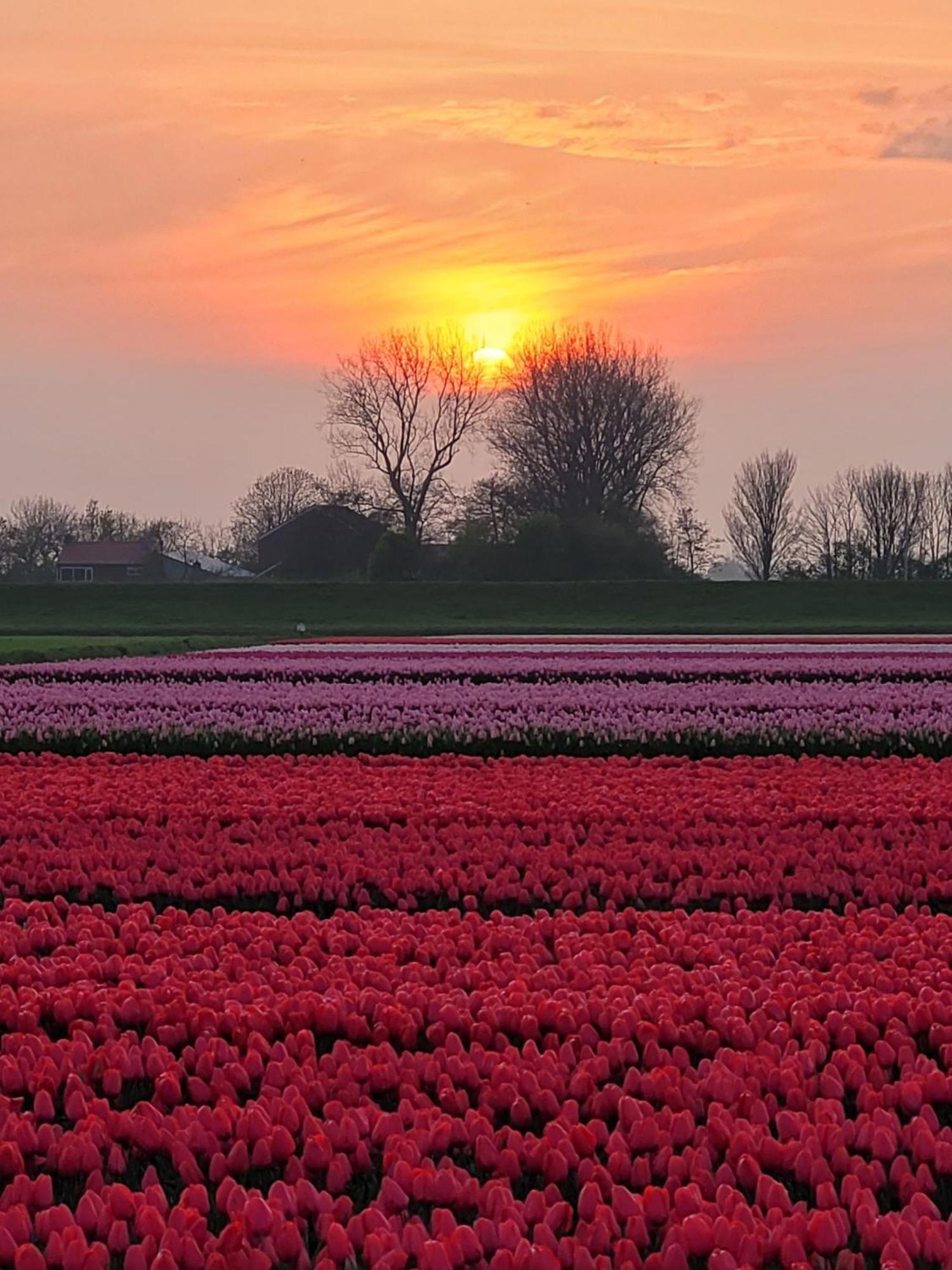 Romantisch Nabij Het Met Uitzicht Op De Tulpenvelden * Julianadorp